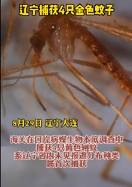 “黄色”辽宁捕获4只金色蚊子上热搜！网友：油炸的？