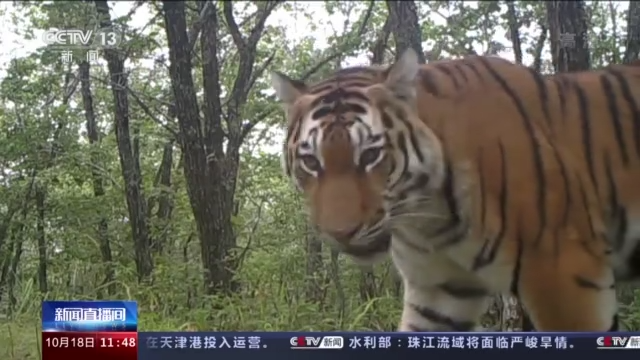 记者探访东北虎豹国家公园 神秘森林再现“群鹿图”