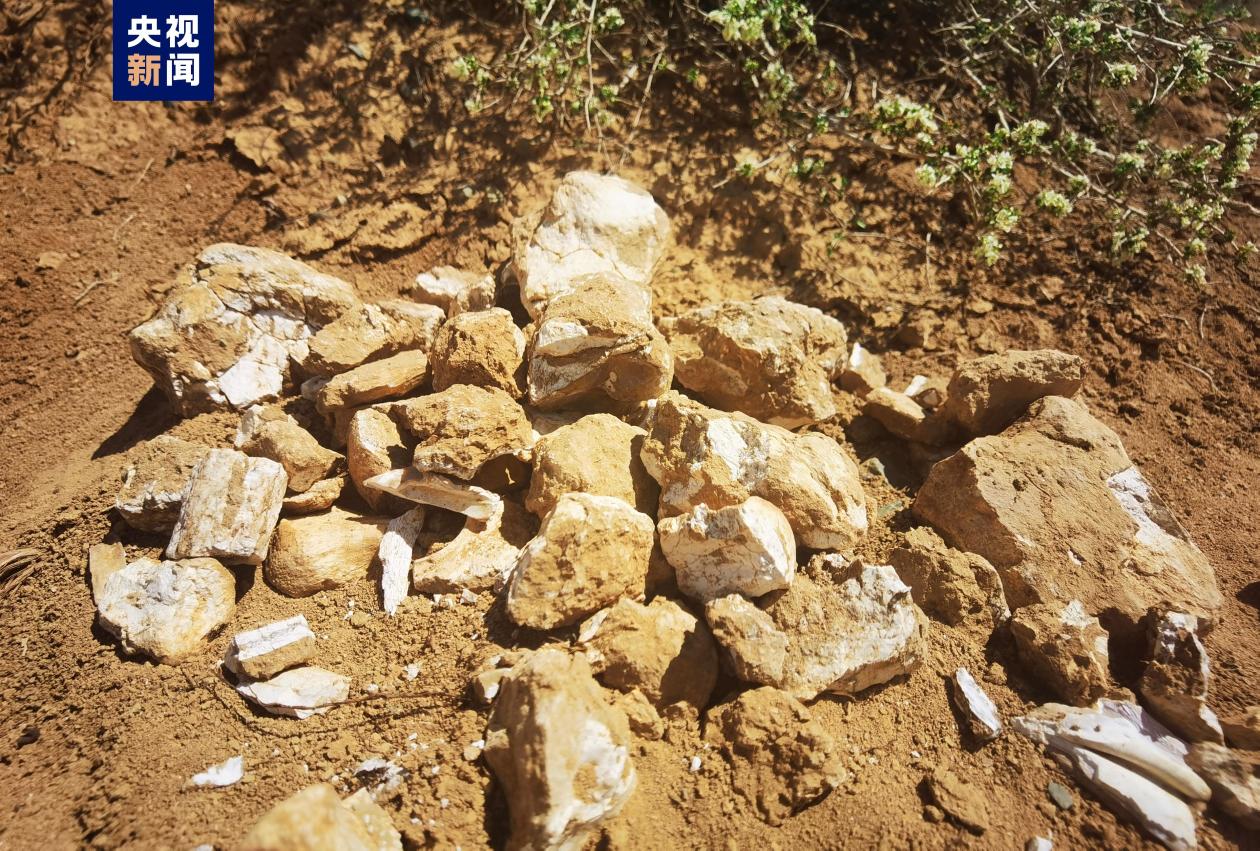 距今约800万年！新疆温泉县发现三趾马动物群化石