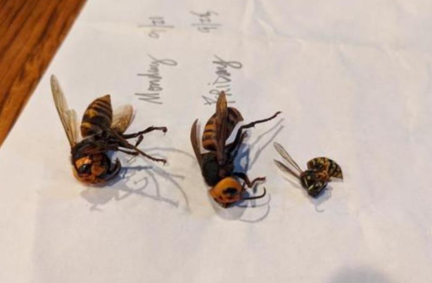 美国境内再次发现 杀人蜂 体型巨大可致人死亡 图