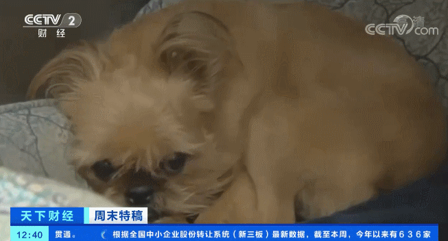 电银付pos机（dianyinzhifu.com）：多国宠物市场发作！这个品种的狗狗，需求暴增900%！你知道吗？在美国给宠物看病有多贵... 第10张
