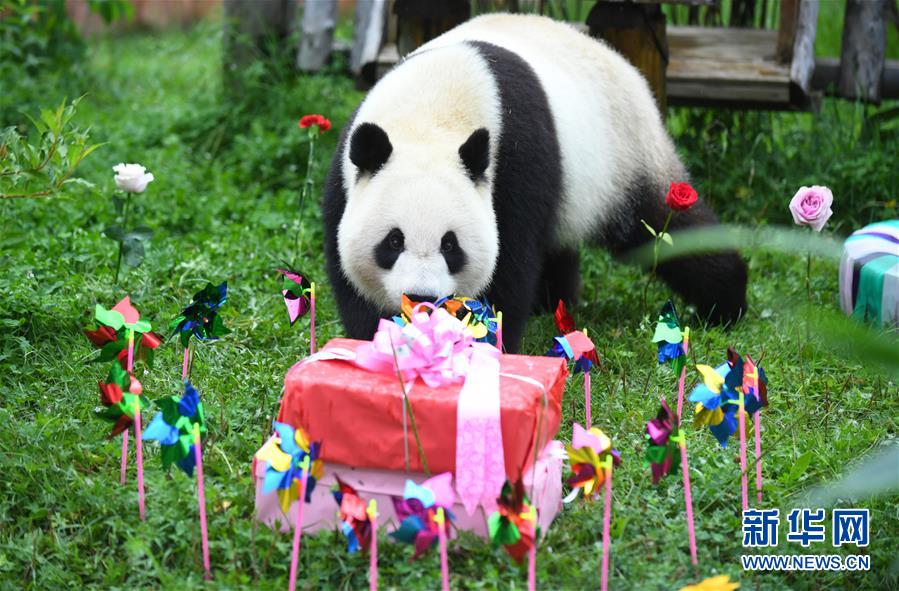 吉林 大熊猫 初心 与 牧云 迎来4岁生日