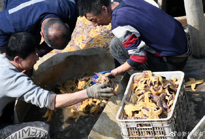 青岛胶州湾海星泛滥 牡蛎等大规模死亡