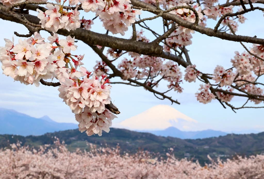 日本樱花盛放 与富士山交相辉映美不胜收