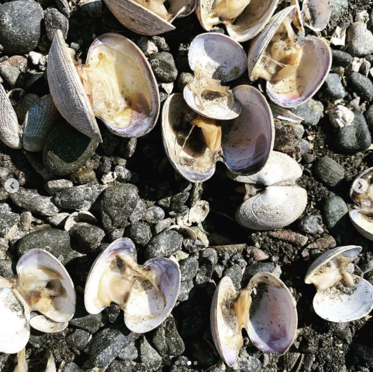 美国养殖场大量蛤蜊被热浪烤熟海滩上密密麻麻全是打开的贝壳