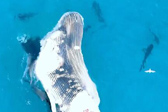数十条鲨鱼啃食鲸鱼尸体，澳海岸出现壮观一幕