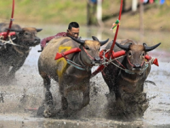 泰国水牛比赛