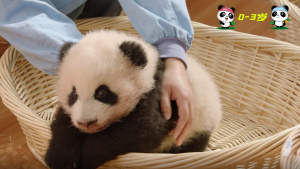 雅安城市吉祥物大熊猫“雅雅”“安安”成长记