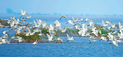 黄河入海口·山东：这里有座“鸟类国际机场”