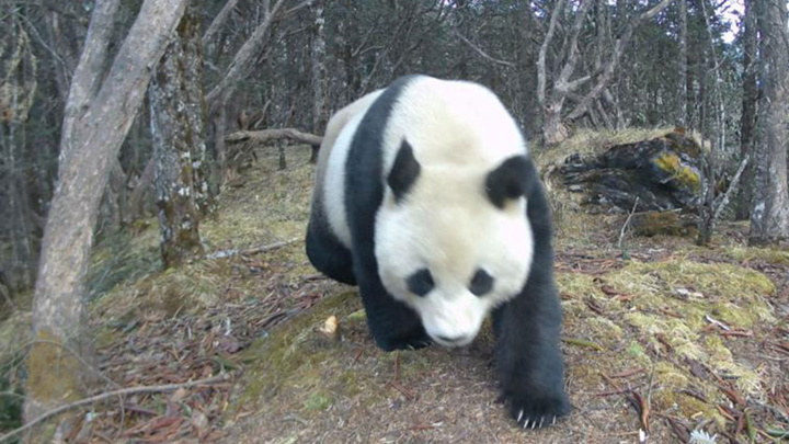四川北川连续两天拍摄到野生大熊猫活动画面