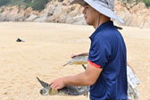 海龟保护区集中放流人工繁育野化后海龟