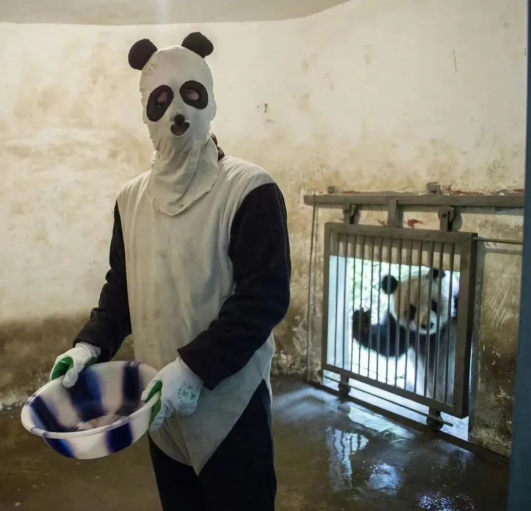 “熊猫”画面公开！他们乔装打扮潜伏在大熊猫身边，竟是为了……
