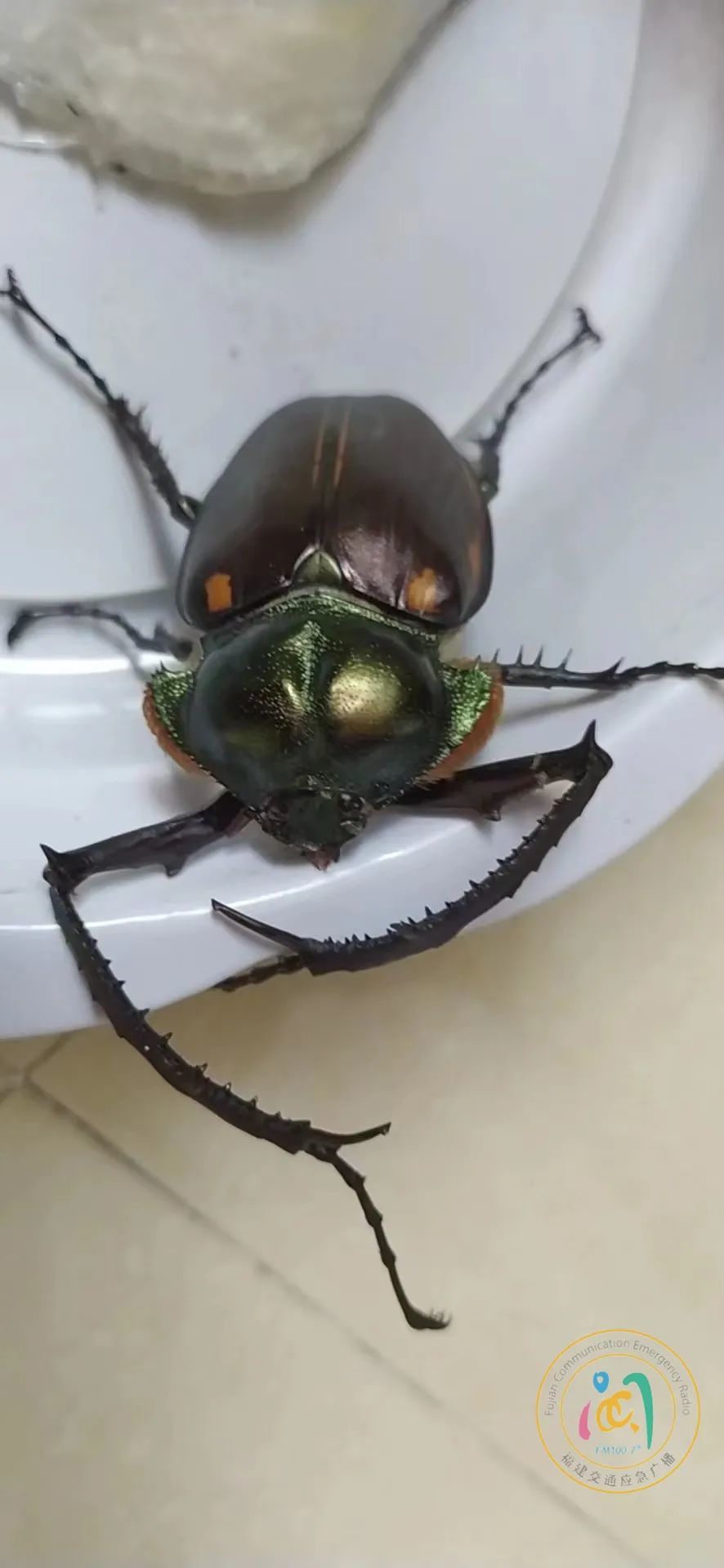 “甲虫”罕见！福建高速收费站惊现一只“阳彩臂金龟”