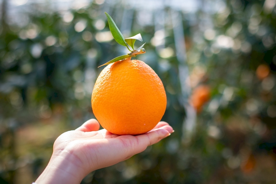 初冬时节，广德市柏垫镇的香橙迎来丰收季。胡六青摄