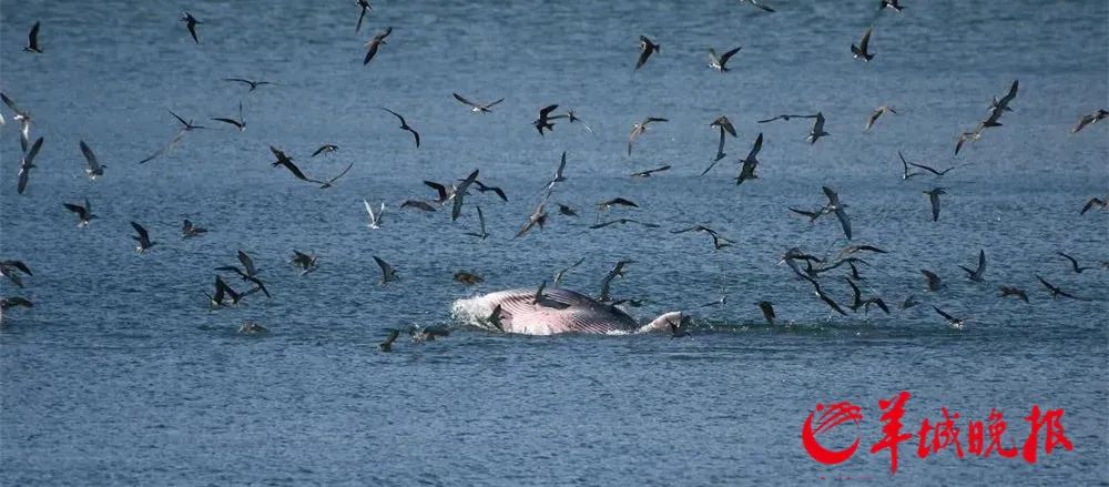 深圳大鹏湾布氏鲸追踪：科研团队公布初步分析结果