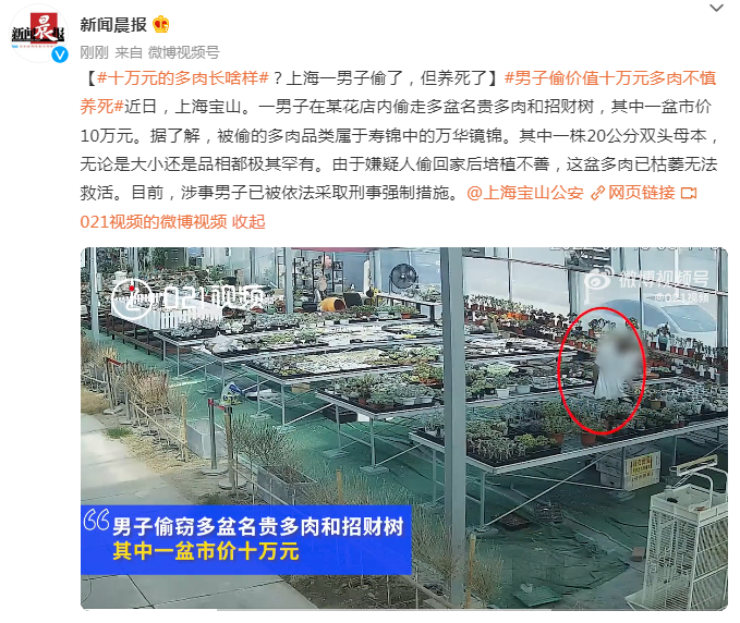 “宝山”上海一男子偷价值十万元多肉，找回时已枯萎无法救活.…