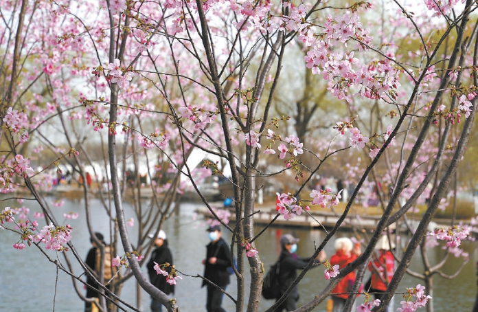北京市属公园赏花季本周末开启 花期可持续至5月下旬玉渊潭樱花已陆续绽放