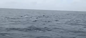画面罕见！成群海豚在台州海域现身逐浪