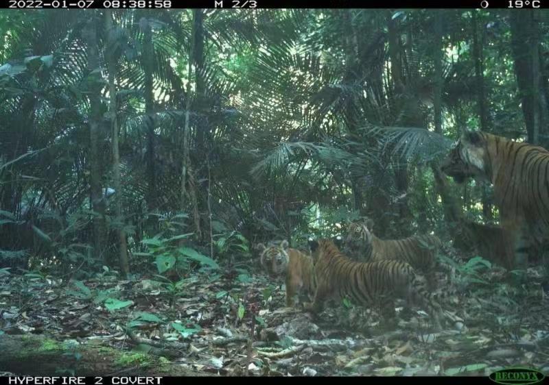 马来西亚发现野生老虎踪迹当局公开照片 – 环球网