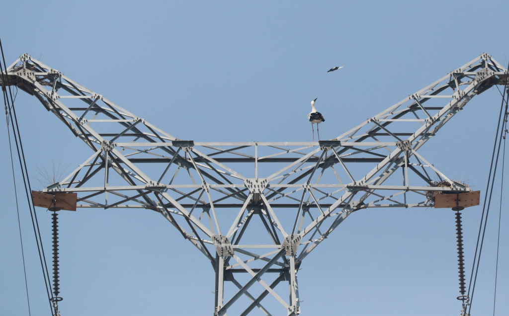 东方白鹳输电塔上建巢 电力工人以爱守护