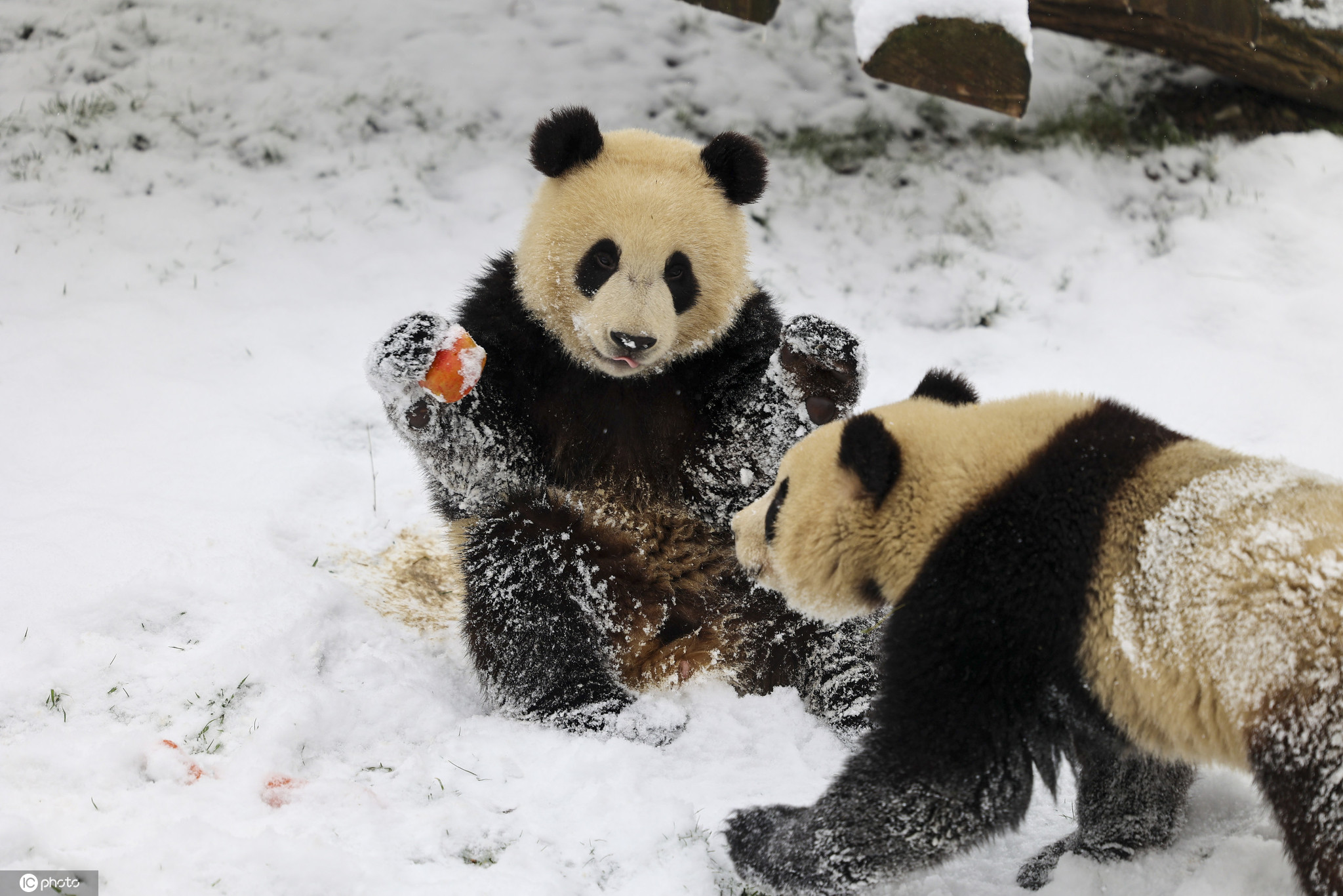 比利时小动物享受冬日雪趣大熊猫雪中嬉戏打闹太萌了