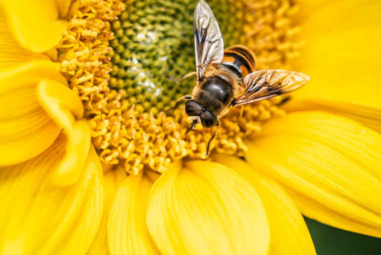 141亿只蜜蜂死亡！韩国养蜂人倒苦水