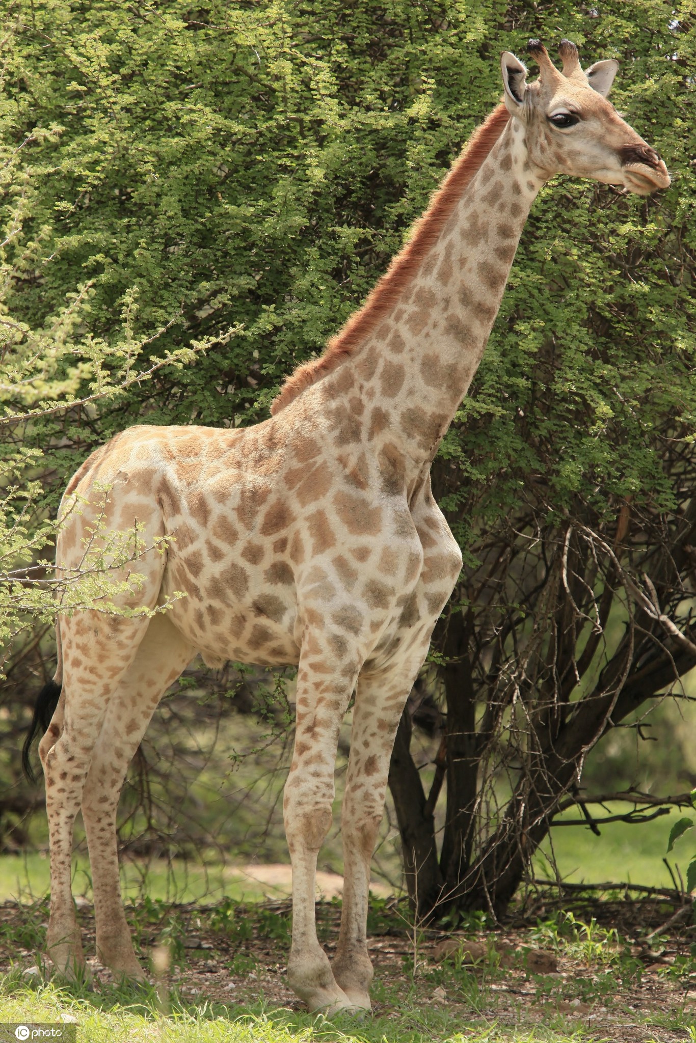 全球最矮长颈鹿图片