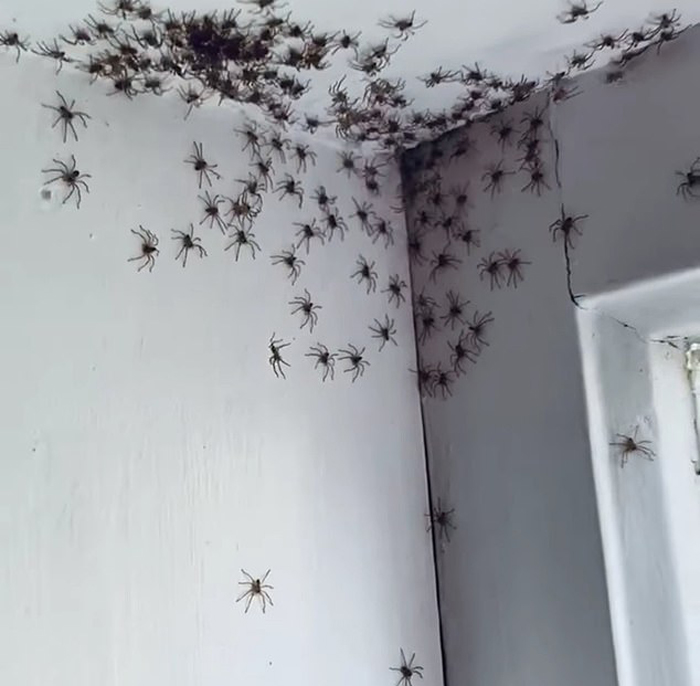 噩梦 澳大利亚一母亲发现女儿房间天花板上有一群大蜘蛛
