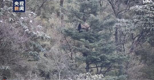 四川唐家河自然保护区首次拍到大熊猫野外打闹画面
