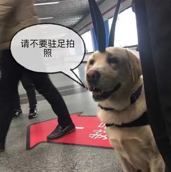 “网红”警犬退役，网友最关心一个问题，民警回应了