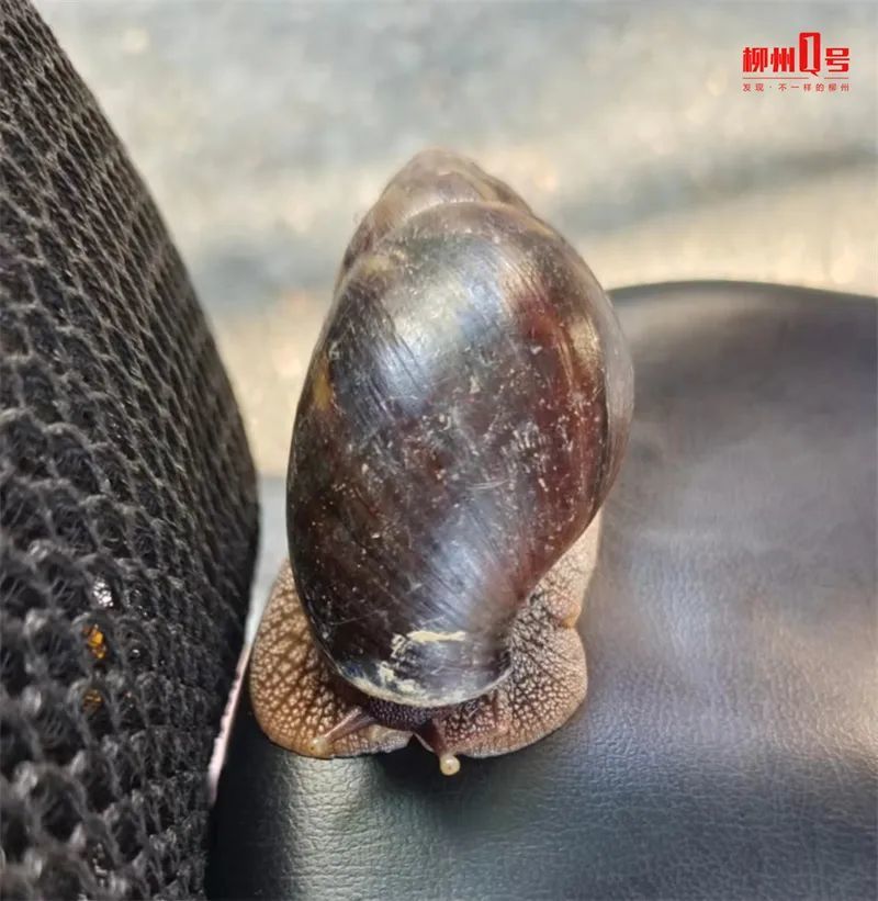 “蜗牛”多发！柳州市民家车库发现这东西！提醒：别摸，尤其小孩！