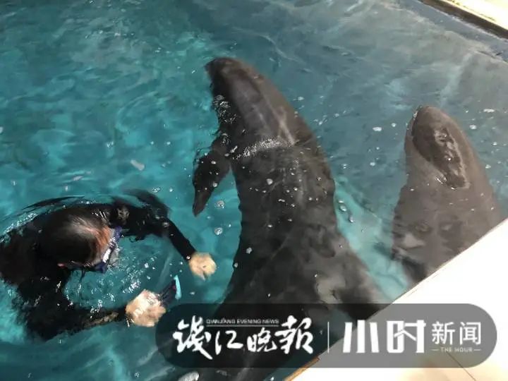 台州海洋世界里的瓜头鲸怎么样了？不哭不闹但不肯吃饭.......