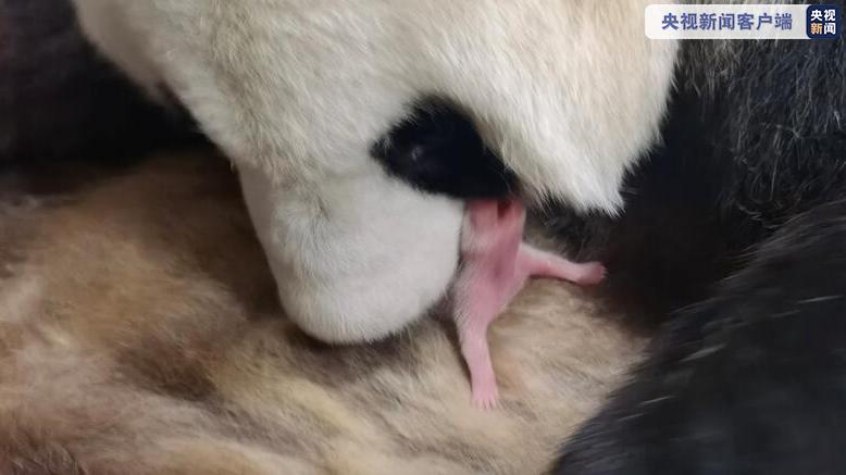 喜添新丁！ 秦岭大熊猫研究中心今年第一只熊猫幼崽诞生