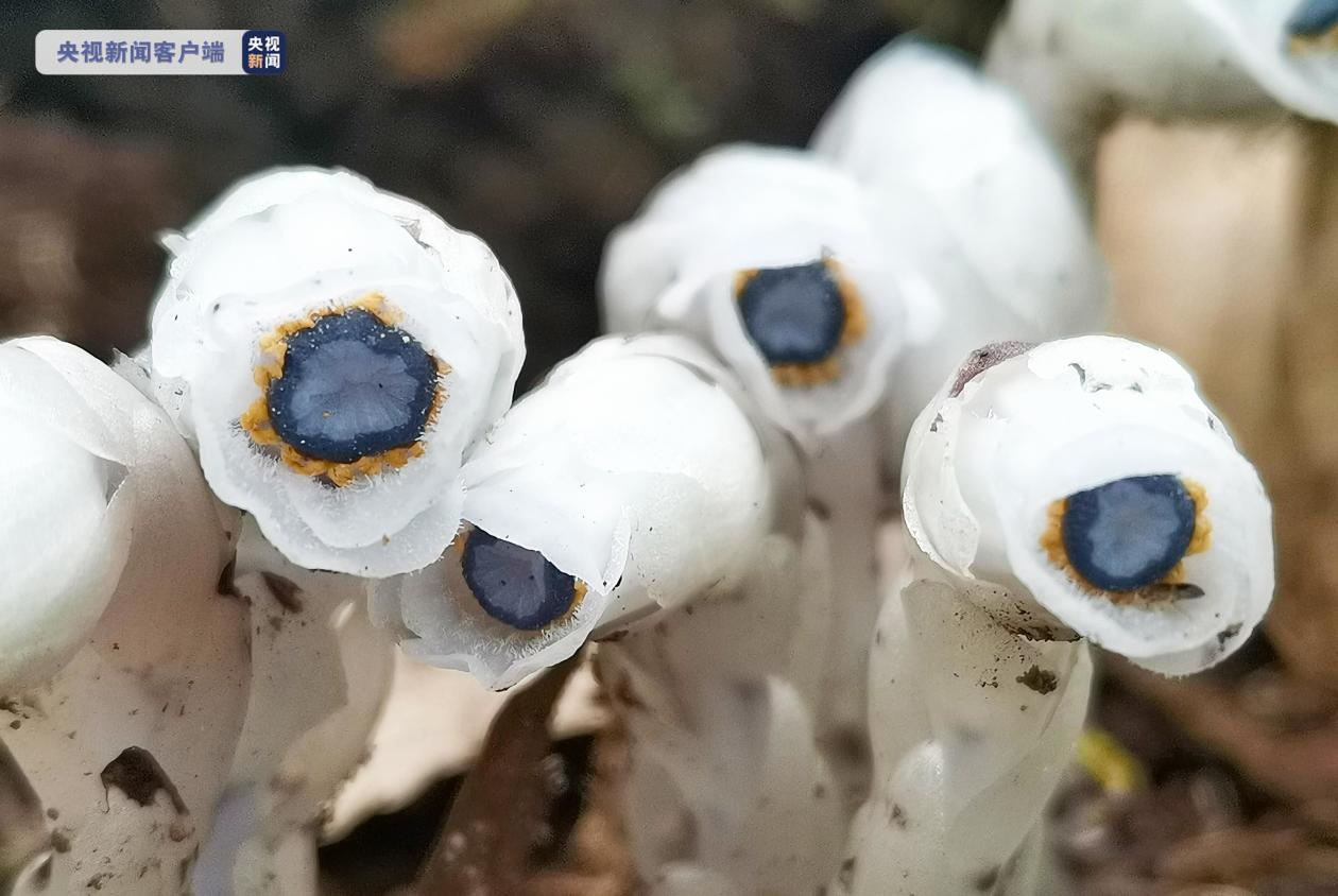罕见！云南发现国家近危级别珍稀植物水晶兰