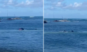 夏威夷一只僧海豹为保护幼崽袭击游泳者，致人身体多处受伤