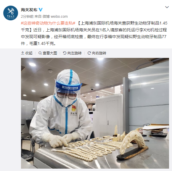 上海浦东国际机场海关查获疑似野生动物牙制品1.45千克