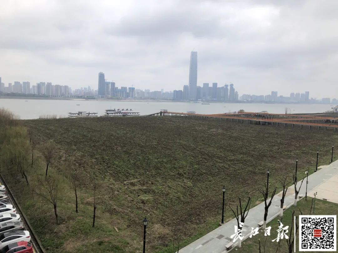 武汉汉口江滩芦苇都被铲除了？官方回应：翻耕粉碎后芦苇会更茂盛