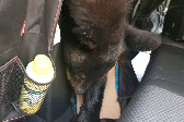 美黑熊寻找食物时被困汽车内，后疑因高温被热死