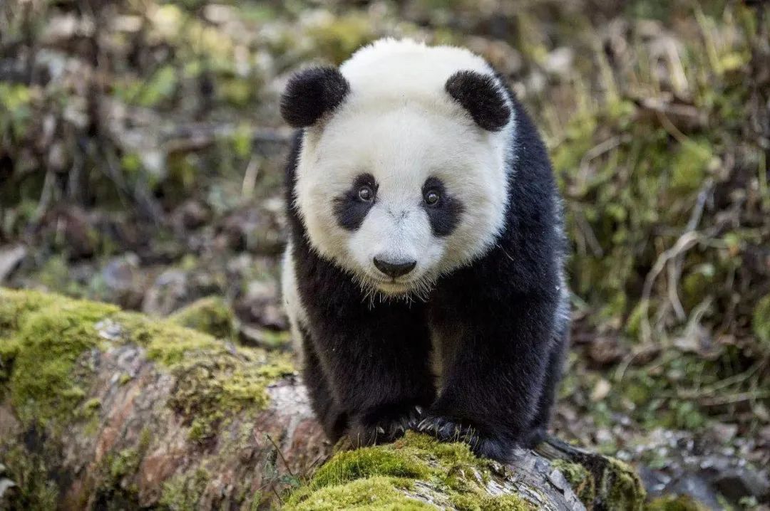 大熊猫由濒危降为易危：野外种群数量达到1800多只！