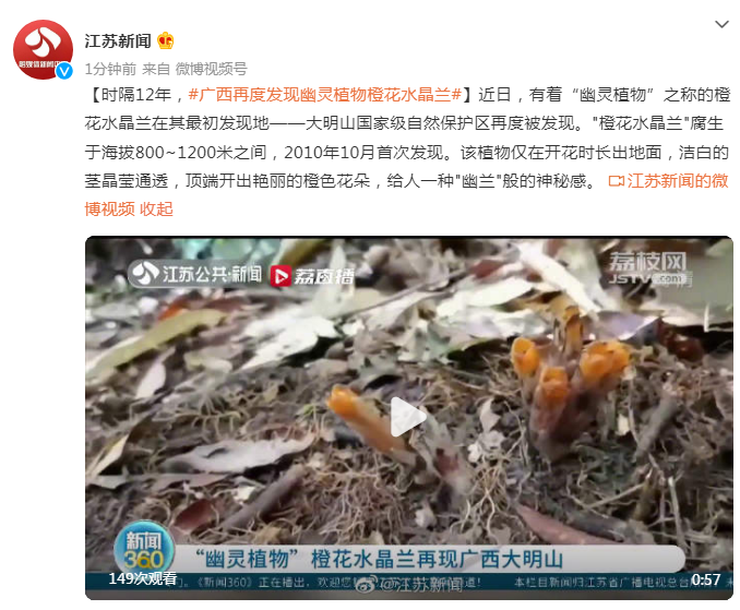 “现地”时隔12年，广西再度发现幽灵植物橙花水晶兰