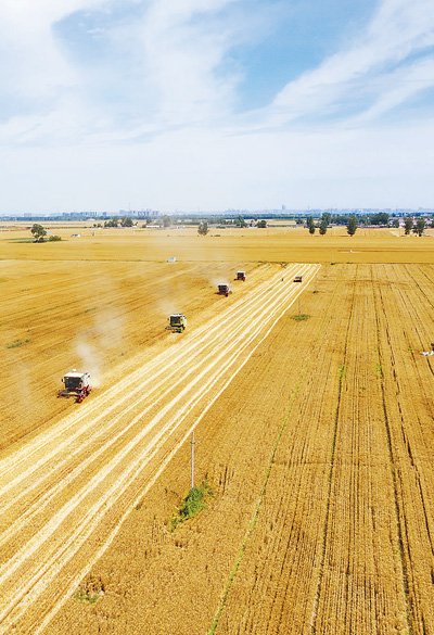 全国已收获小麦面积2.18亿亩