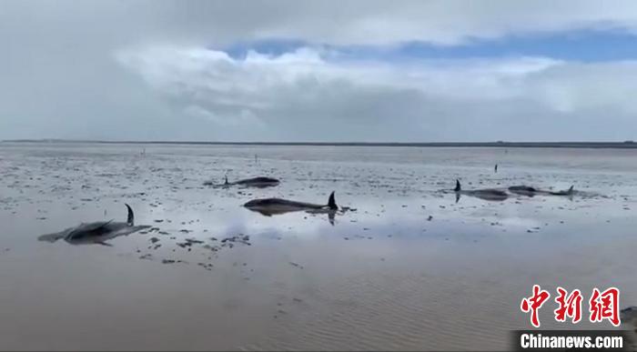 12头海豚搁浅浙江临海头门港 多部门和民众紧急救援