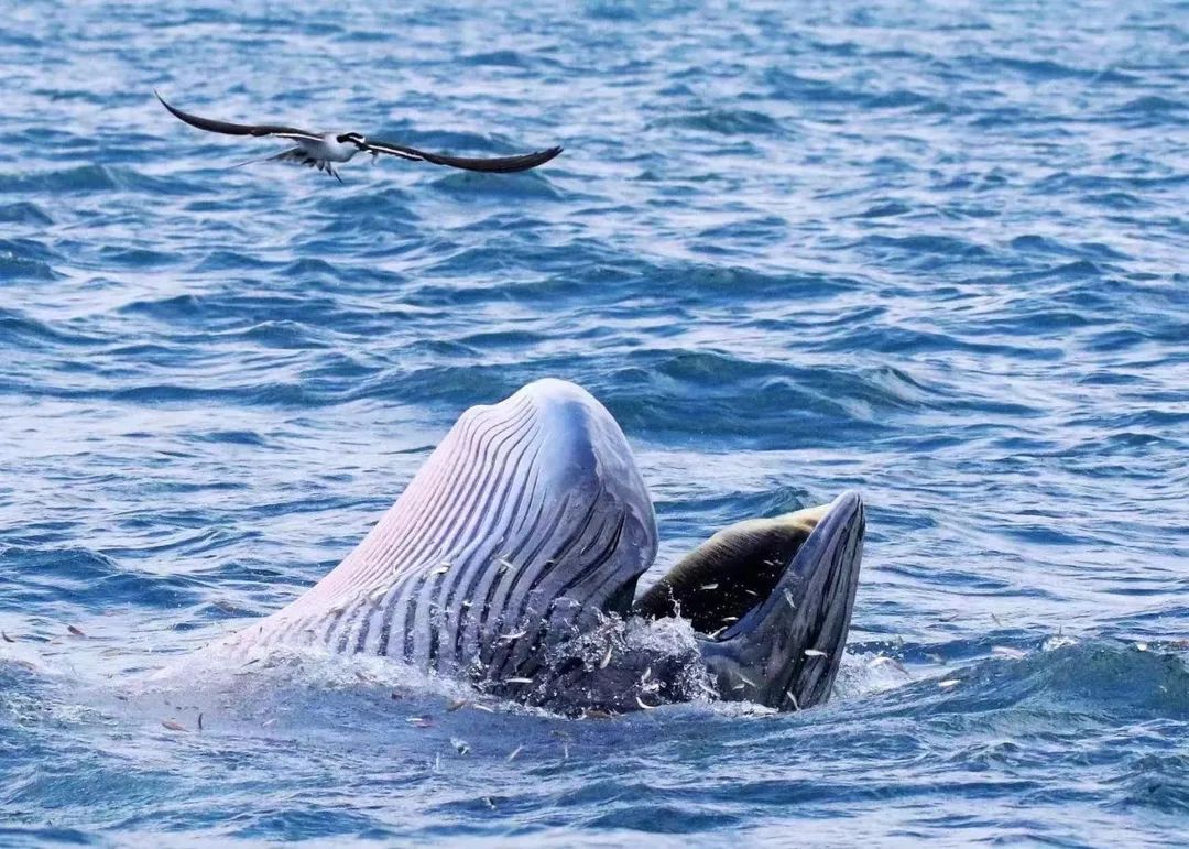 不要围观，不要靠近！深圳大鹏布氏鲸出没海域加强管控