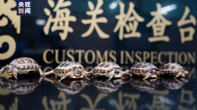 广东拱北海关截获濒危物种四爪陆龟