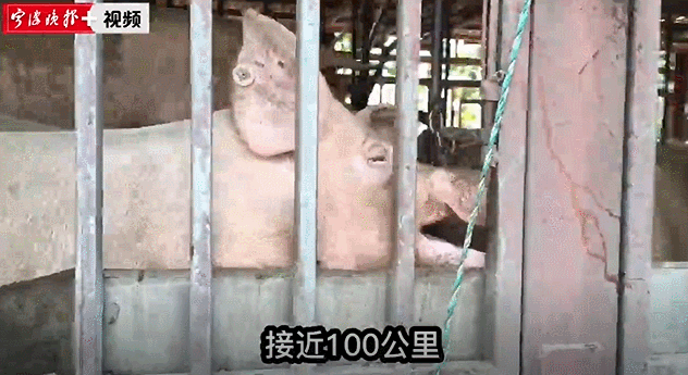 “消防员”紧急求助！江北慈城收费站出口处，150头猪中暑休克！最后……
