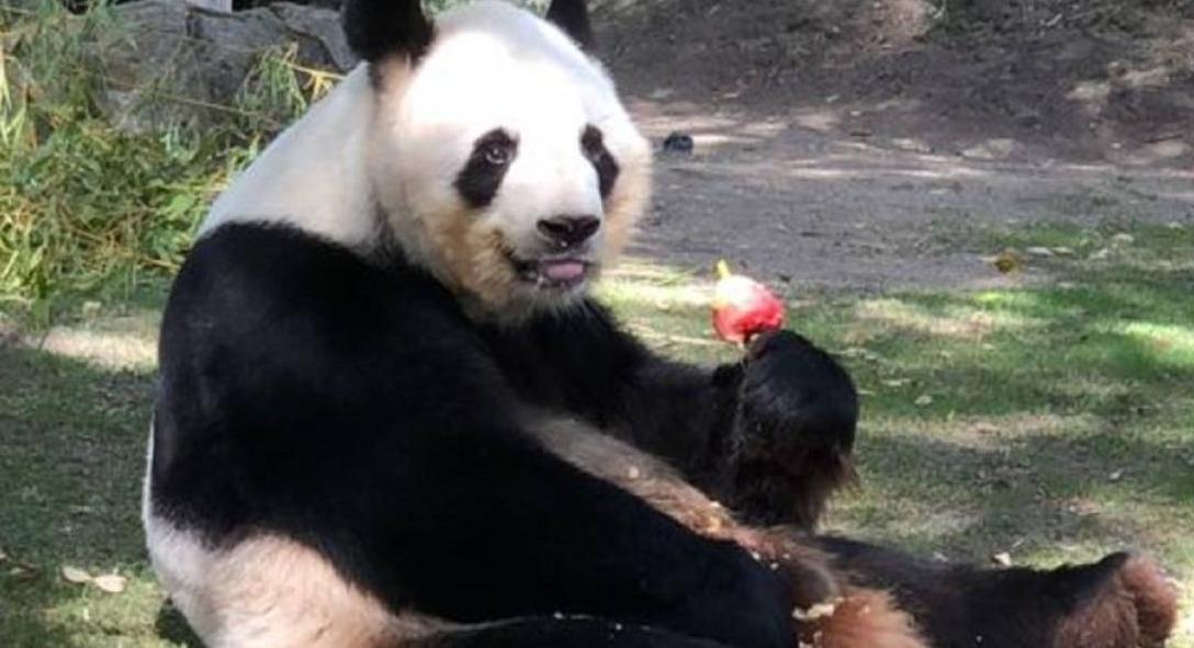 一对双胞胎大熊猫幼崽在西班牙马德里动物园出生