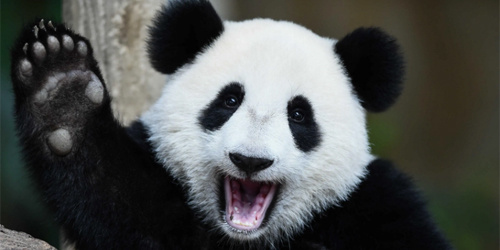 美媒 中國保護大熊貓用上“臉部識別”技術