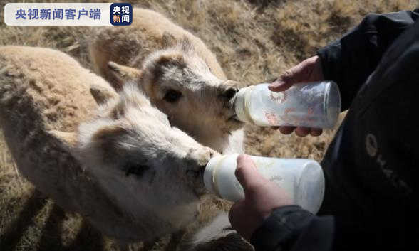 可可西里：五只被救助藏羚羊成功放归大自然
