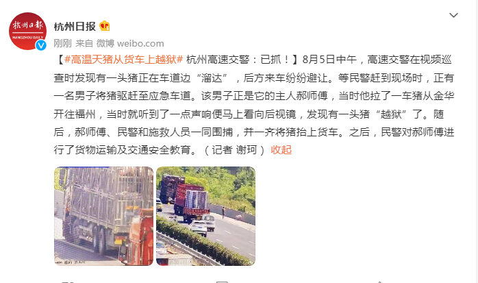 “民警”高温天猪从货车上越狱杭州高速交警：已抓！
