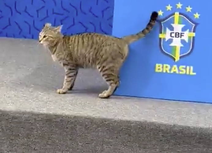 小猫乱入巴西队世界杯记者会 跳上桌打断